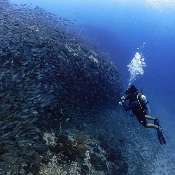 Diver during the deep adventure dive in Koh Tao for the padi advanced course with Nava Scuba Diving