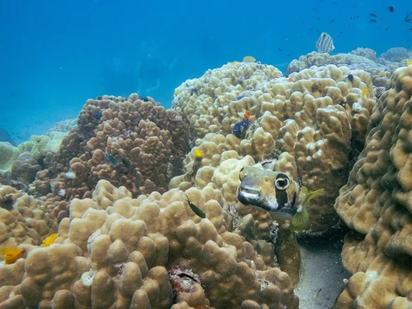 pufferfish koh tao opt