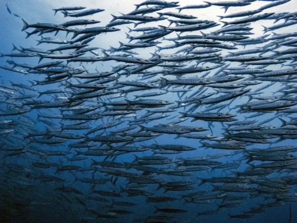 a school of chevron barracuda swimming in the ocean