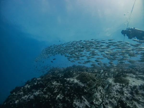 a school of smooth tailed trevally swimming in the water