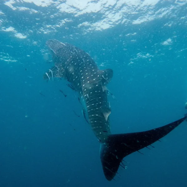 Whale shark sighting in Koh Tao Whale shark sighting in Koh Tao