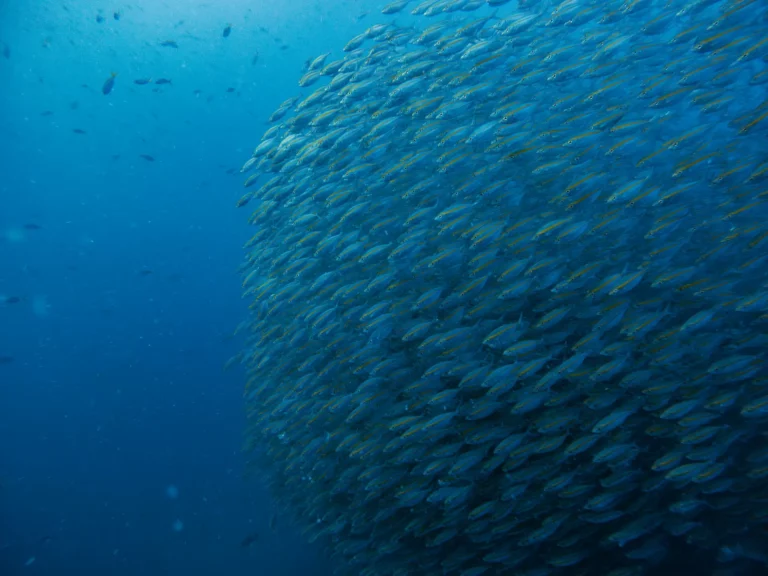 A school of yellowstripe trevally at Chumphon Pinnacle